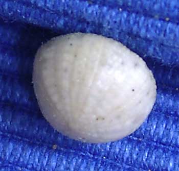 Céno inf 14 Discoidea subuculus amb