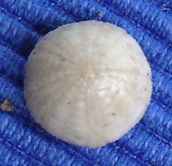 Céno inf 14 Discoidea subuculus apx