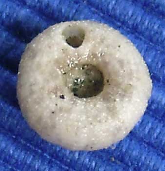 Céno inf 14 Discoidea subuculus ora