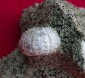 Céno inf 14 Glyphocyphus radiatus dét