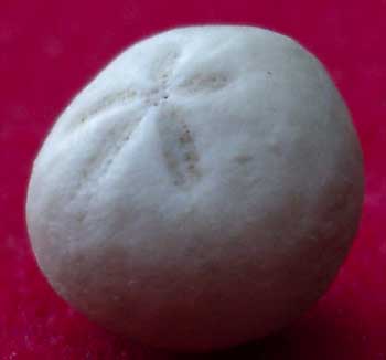Maast Belgique Hemiaster prunella amb