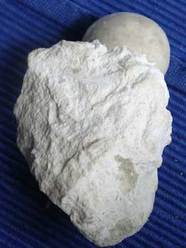 Turo Allemagne Conulus subrotundus sur gangue apx