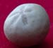 Maast Belgique Hemiaster prunella amb