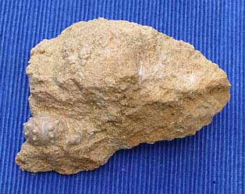 Bath sup 14 Hemicidaris luciensis et Polydiadema subcomplana