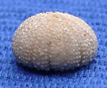 Bath sup 14 Polycyphus normannus amb