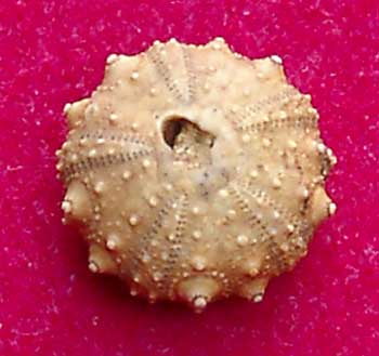 Call moy 72 Acrosalenia spinosa apx