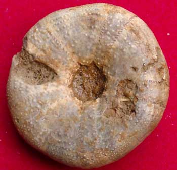 Call moy 72 Holectypus depressus 2 ora