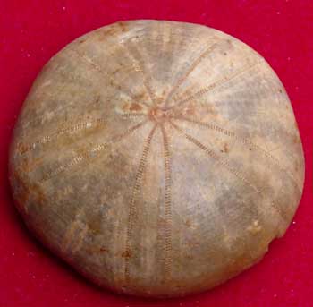 Call moy 72 Holectypus depressus 2