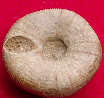 Call moy 72 Holectypus depressus 3 ora