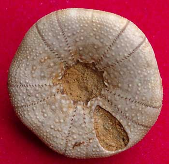 Call moy 72 Holectypus depressus 4 ora