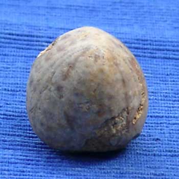Call moy 72 Metaporinus sarthacensis avant