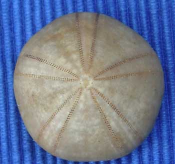 Call moy 72 Philolectypus sarthacensis ap