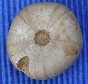 Call moy 72 Philolectypus sarthacensis or