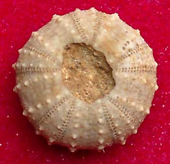 Call sup 61 Loriola inaequale apx