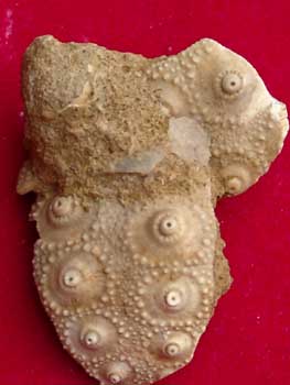 Call sup 61 Rhabdocidaris guttata dét