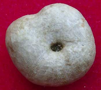 Oxf 14 Nucleolites scutatus 2 ora