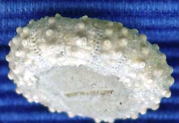 Oxf 54 Diplopodia versipora amb