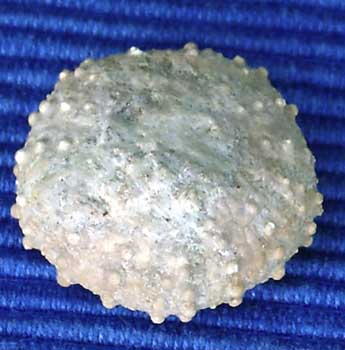 Oxf 54 Diplopodia versipora apx
