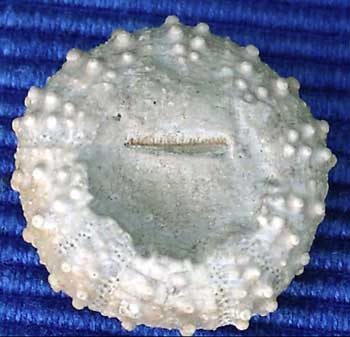 Oxf 54 Diplopodia versipora ora