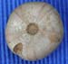 Call moy 72 Philolectypus sarthacensis or