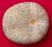 Call sup 61 Collyrites elliptica ora