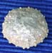 Oxf 54 Diplopodia versipora apx