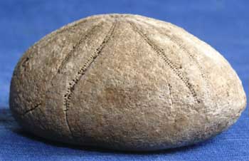 Bart 33 Echinolampas medulensis amb