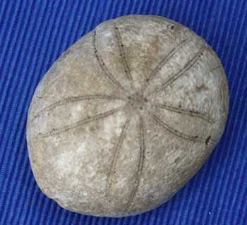Bart 33 Echinolampas medulensis ap
