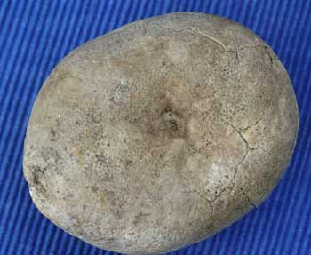 Bart 33 Echinolampas medulensis or