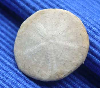 Bart 33 Proescutella brionensis ap