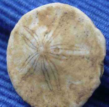 Bart 33 Proescutella canteranensis ap