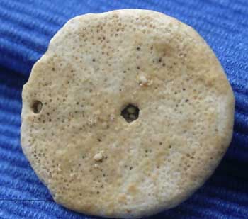 Bart 33 Proescutella canteranensis or