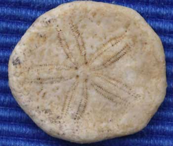 Bart 33 Proescutella neuvillei ap