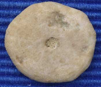 Bart 33 Proescutella neuvillei or