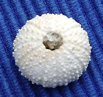 Lang 37 Arbacina monilis 2 apx