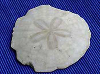 Lang 37 Parascutella faujasi apx