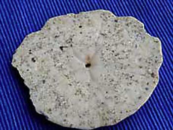 Lang 37 Parascutella faujasi ora