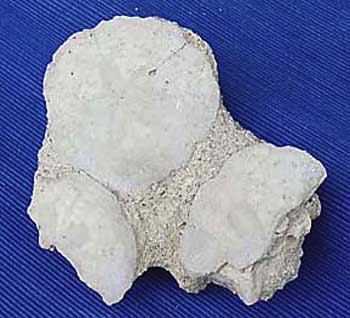 Lang 37 Parascutella faujasi sur gangue