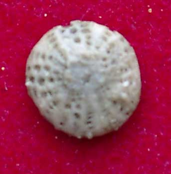Lut 78 Scutellina lenticularis 1 apx