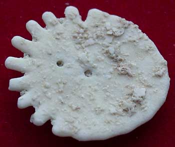 Mio Mauritanie Heliophora rumphii ora